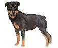 Rottweiler ##STADE## - manto 72